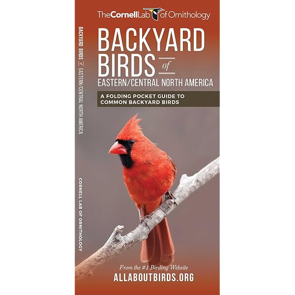 Birds of the Northeast: Your Way to Easily Identify Backyard Birds